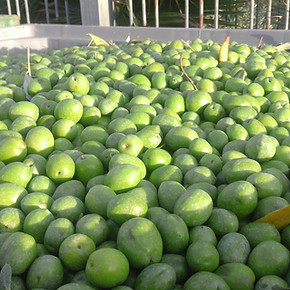 Estate Reserve (Medium) PERU