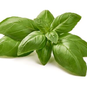 Basil