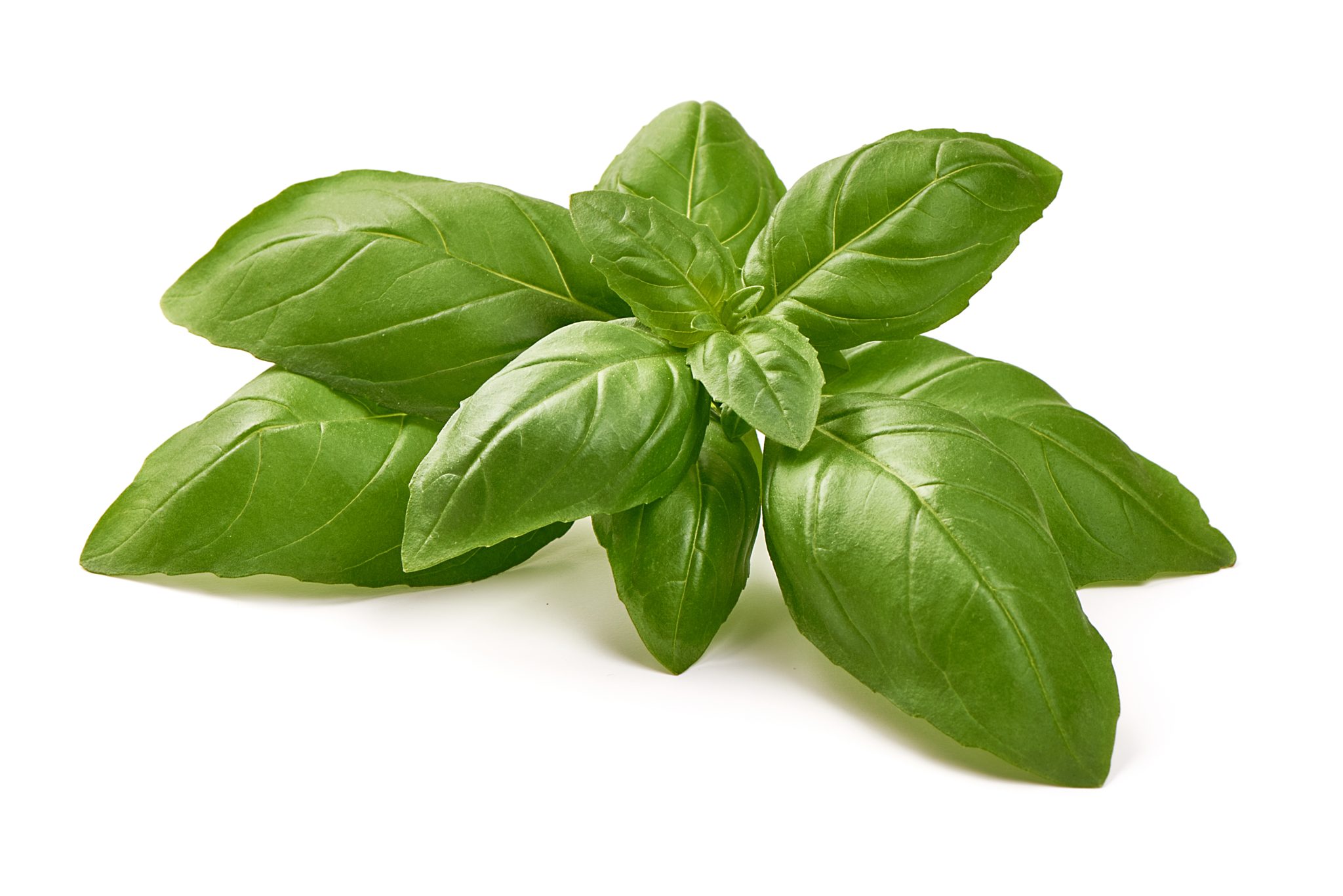 Basil
