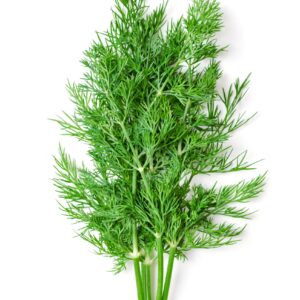 Wild Fernleaf Dill