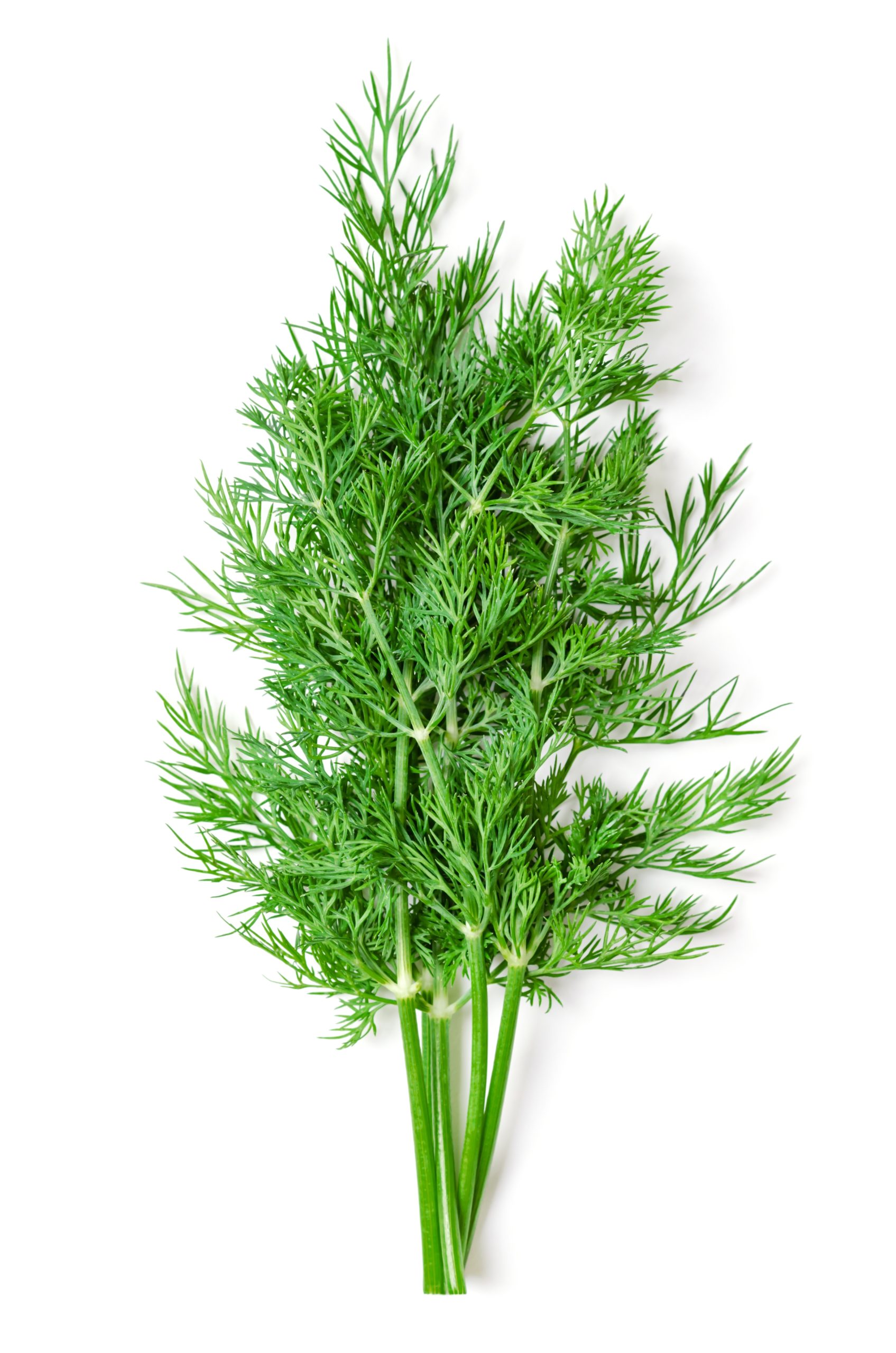 Wild Fernleaf Dill