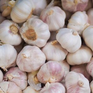 Garlic