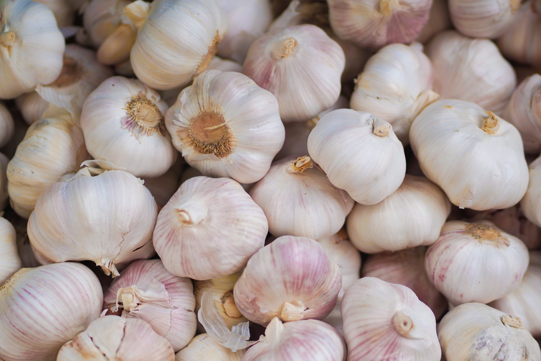 Garlic