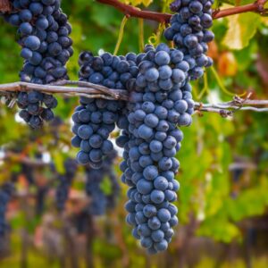 Traditional Balsamic Condimento