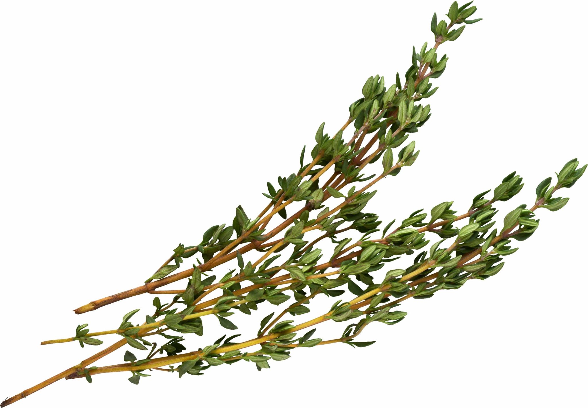 Fused Greek Thyme