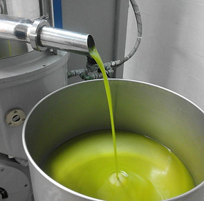 Lentisca (Robust) Portugal