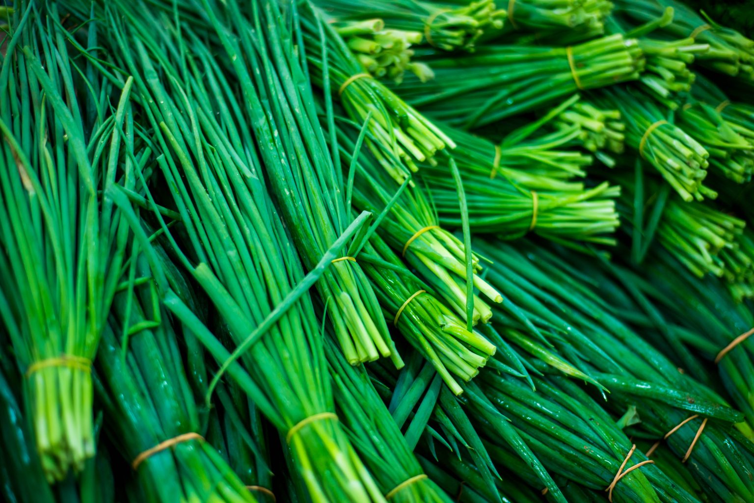 Garlic Chive