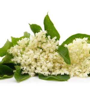Elderflower