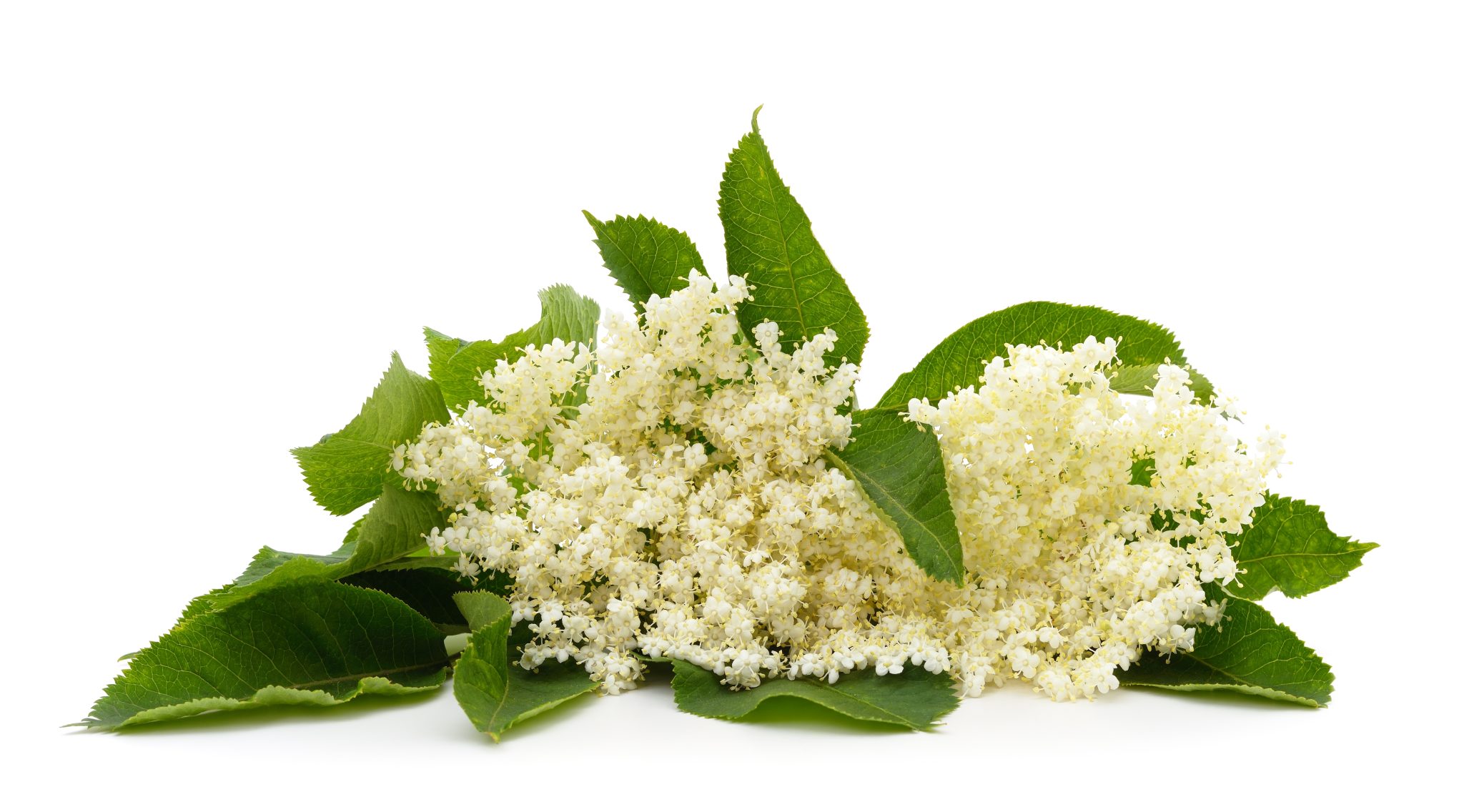 Elderflower